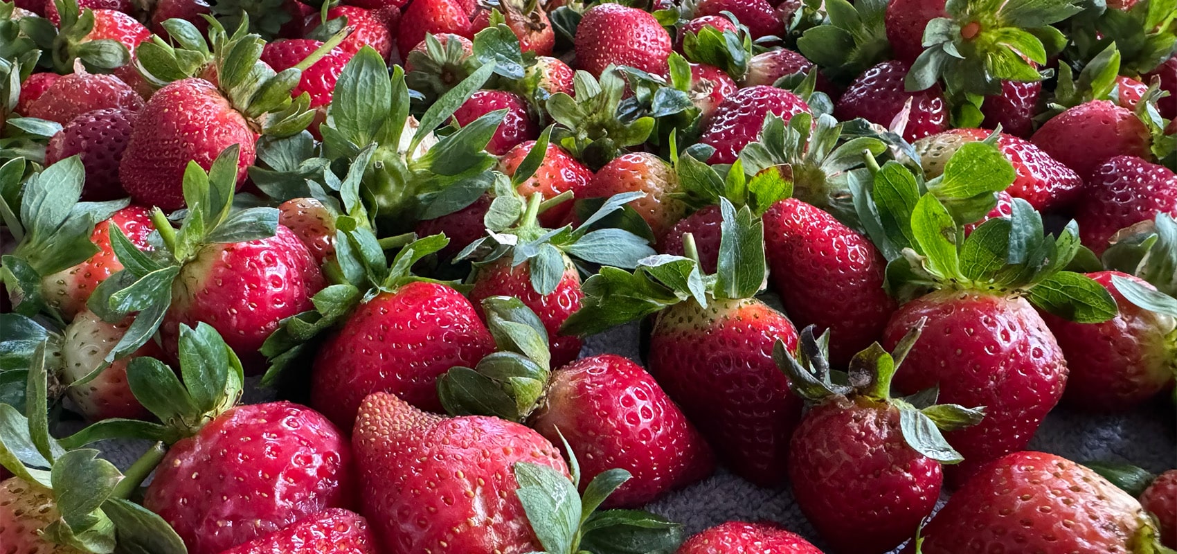 Farm Fresh Stawberries