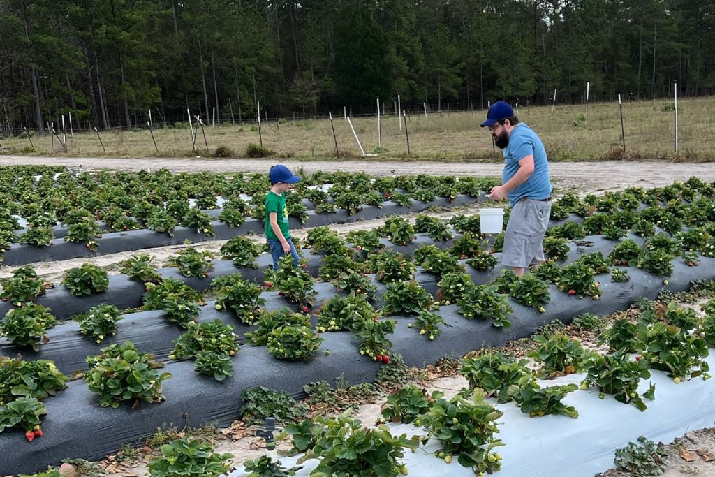 You Pick Strawberry Field